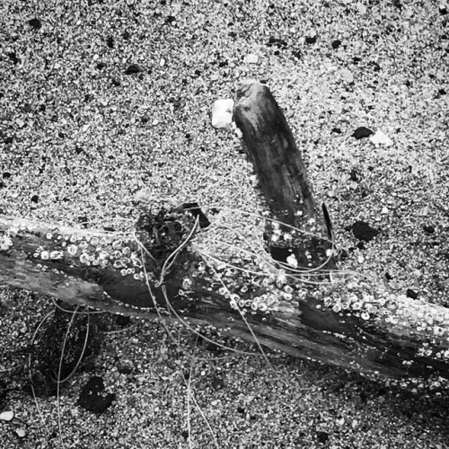 Like A Plank Of Driftwood Tossed On The Watery Main, Another Plank Encountered, Meets, Touches, Parts