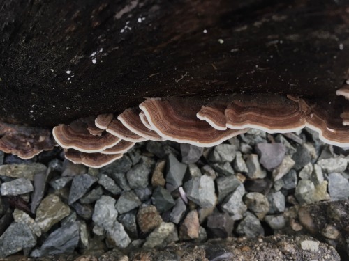 Some fungi growing on a stump in my front yard. Pretty sure they’re turkey tail mushrooms.