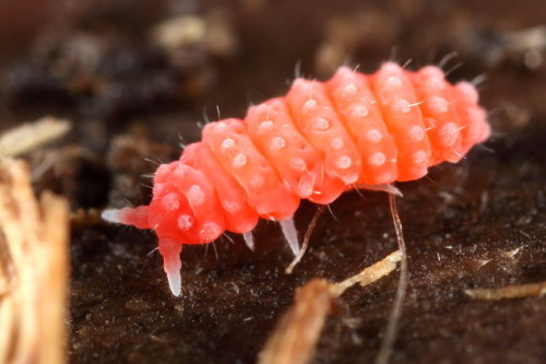 worm-suggestion:lovely little bilobella, fat and soft vermillion fella, pudgy round and very cutealo