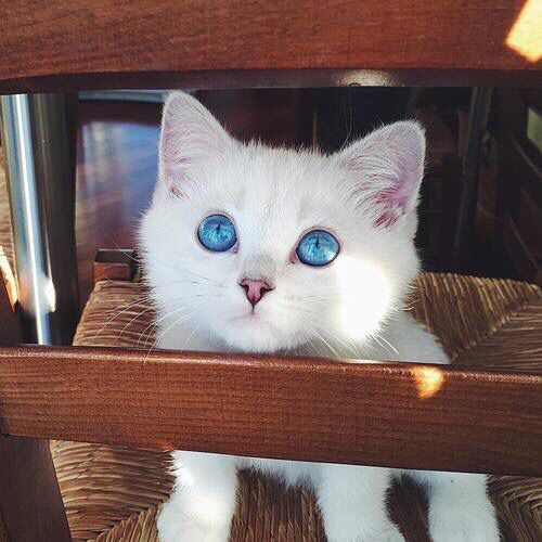 I love kitties