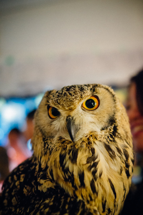 lottaringqvist:  When in Tokyo we visited an owl café. For one hour you were allowed to hang with the coolest owls. They were so calm and really soft to pad on the feathers. They felt as soft as kittens. And you couldn’t feel their claws, they were