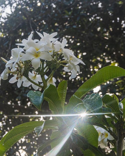 Plumeria! Lovely plant!#plumeria #plumerias #plumeriaflower #plumerialovers #waimeavalley #waimea 