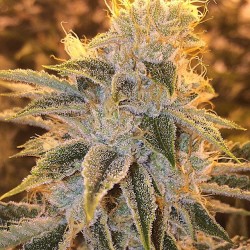 weedporndaily:  The White Fire 5..She cake up like no other the frost on this bitch is unbelievable by payasogrow http://ift.tt/1oj1xAi