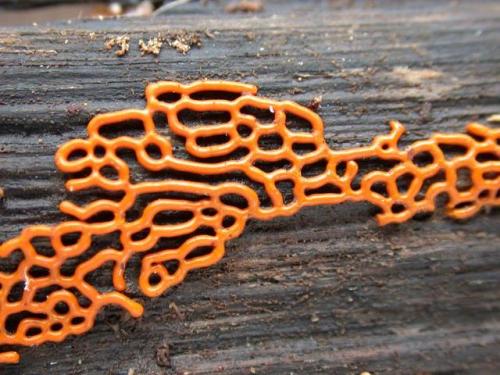 lovecraftsgarden:  Hemitrichia serpula  Pretzel Slime (via)