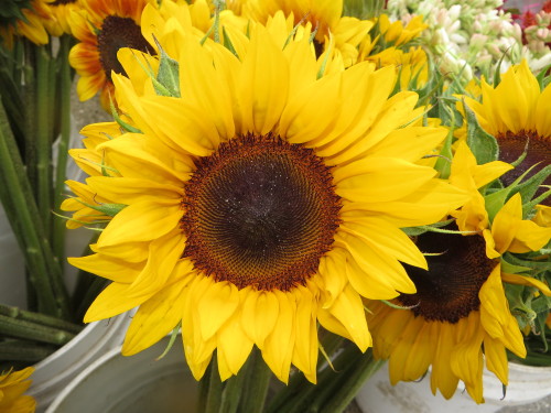 Happy Sunflowers