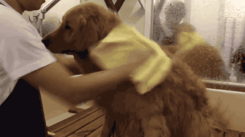 gifsboom:Cutest dog bath. [video][Golden PetStore]