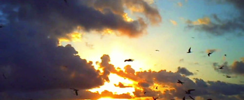 cinemasource:  Knight of Cups (2015, Terrence Malick) 