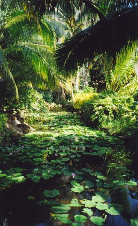 young-tropic:  + me for a tropical getaway xx  ~