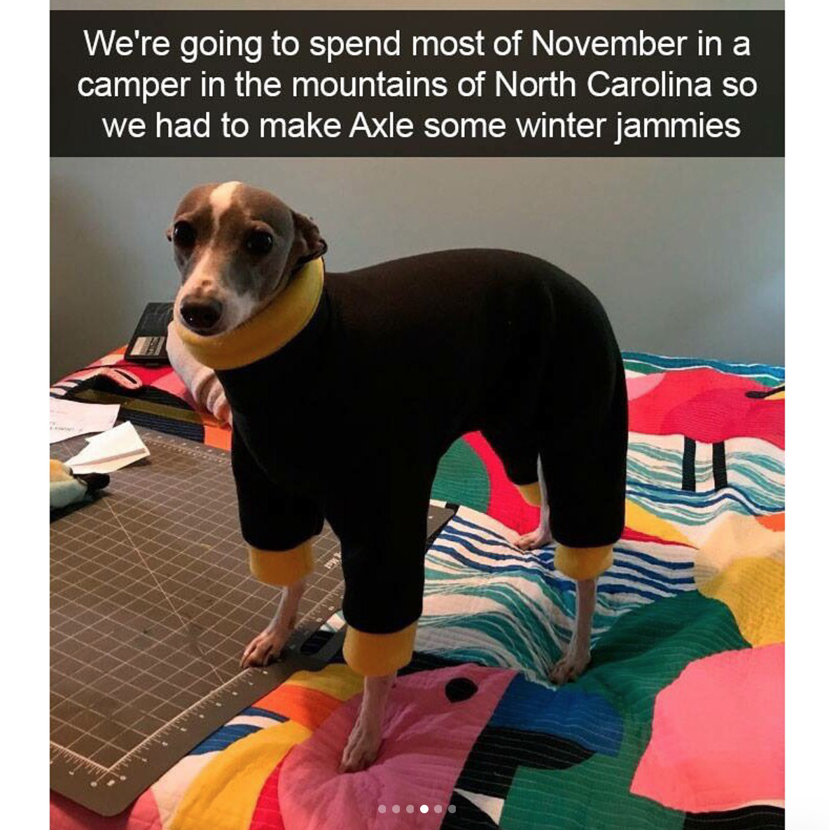 babyanimalgifs:  Dog snaps