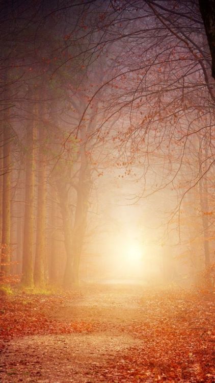 Forest, trees, dirt road, nature, 720x1280 wallpaper @wallpapersmug : ift.tt/2FI4itB - https