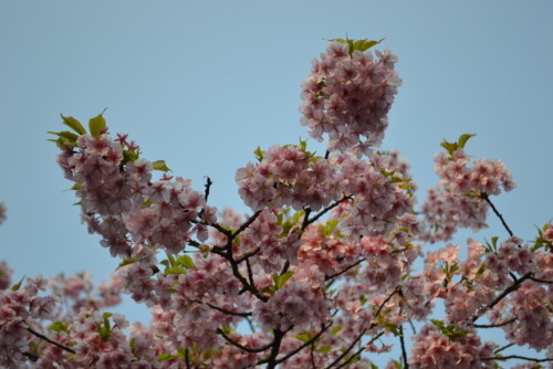 Flowers of Shinjuku Gyoen (March 2019)