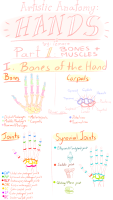 lemoro:  Im trying to learn my anatomy and drawing what Im studying tends to help me remember things better, so I made this! I made this for personal reference but figured it might be helpful to some of you trying to learn hands too? It helped me a lot