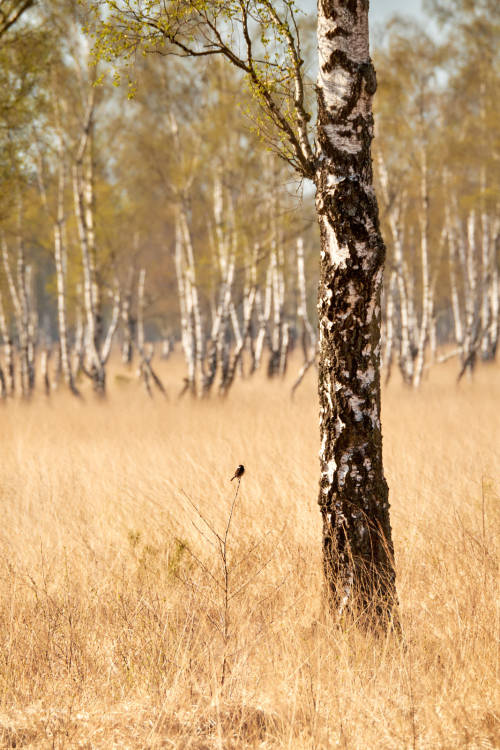 The stonechat in its kingdom