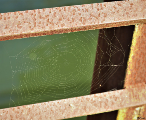 daytrippinrmo: Spider Web - Mar, 2020 Georgetown, TX