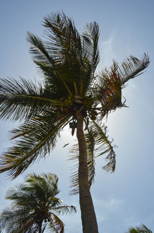 Palm trees. Morrocoy National Park, Venezuela. Photography Blog