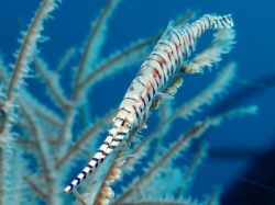 astronomy-to-zoology:  Saw-blade Shrimp (Tozeuma armatum) Also known as the banded tozeuma shrimp the saw-blade shrimp is a species of  broken back shrimp (Hippolydiae) that occurs throughout the Indo-West Pacific and the Red Sea. Like other members