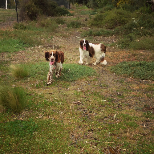 dogs-on-logs:PSA: There are TWO (2) kinds of ENGLISH SPRINGER SPANIELS1. The FLOPPY2. The FLUFFY