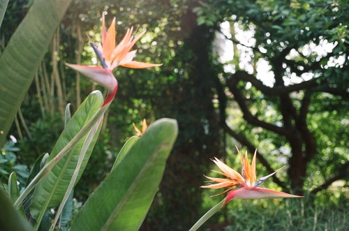 birds of paradise