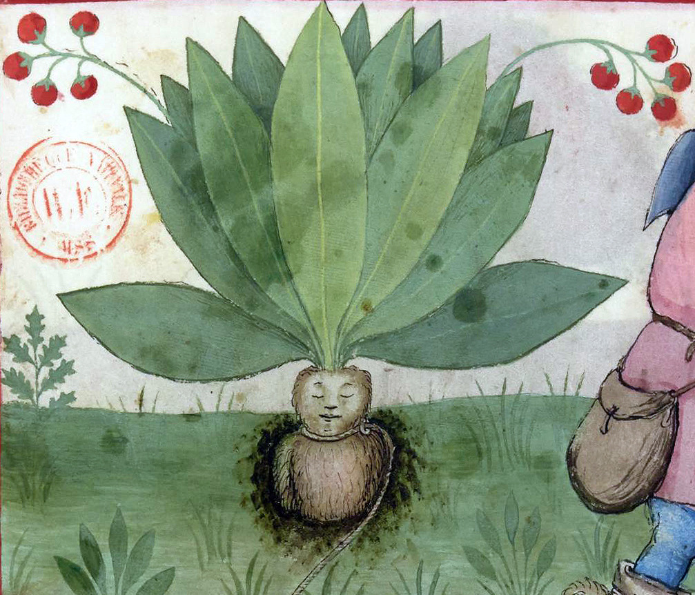 discardingimages: mandragora Tacuinum sanitatis, Rhineland 15th century BnF, Latin