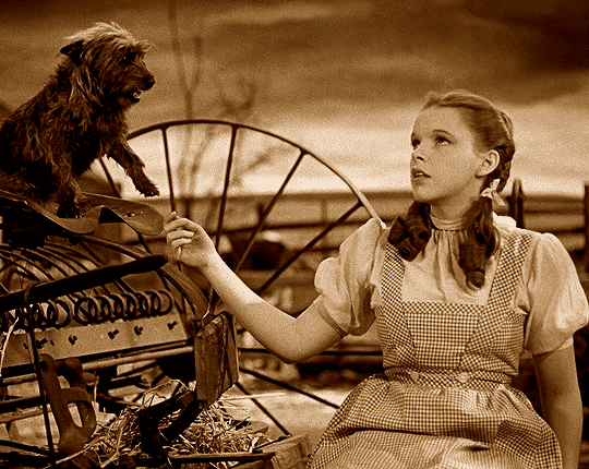 Tv Film Gifs Classicfilmsource The Wizard Of Oz 1939 Dir Tv Film Gifs Classicfilmsource The Wizard Of Oz 1939 Dir