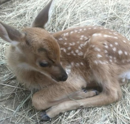 Bambi ౨ৎ ⋅˚₊‧