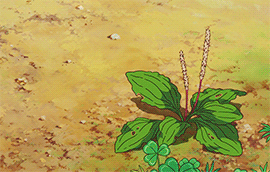 aprettyfire:  Studio Ghibli + Rain 