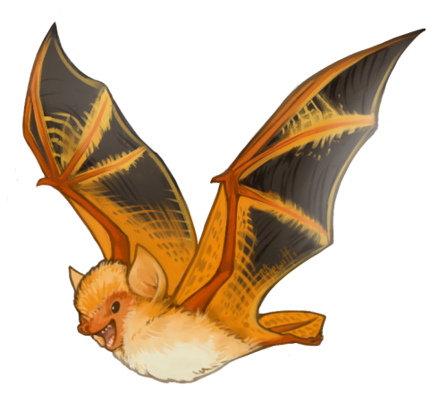 cryptobotanical: medacris: mewitti:Paintin’ batties! In order: Kitti’s Hog-Nosed Bat, Pa