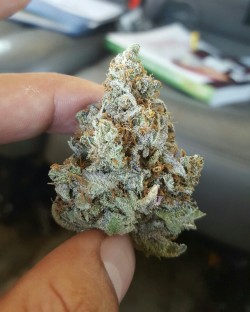 treesncans:  Purple bubba. The Clinic 209. Stockton, CA 