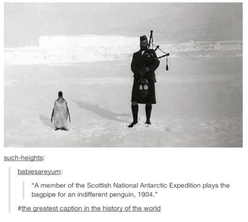 advice-animal:  Scottish badass!advice-animal.tumblr.com  What the actual fuck…