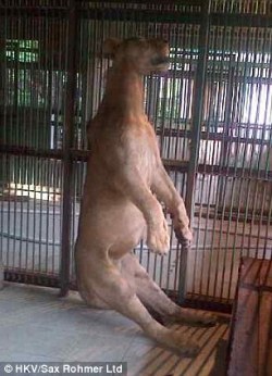 adoptpets:  Lion found hanging in its cage