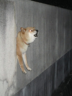 deadecchi: halflifegifs:  galosengen:  supermegason: svc_cheats 1noclip  you fool you’ve mistyped the code! now he’s imprisoned there for eternity    “I saw this dog in Japan. There’s a rectangular hole in the wall that it likes to poke through