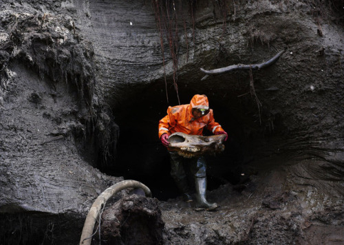 The Mammoth PiratesWith the sale of elephant tusks under close scrutiny, “ethical ivory”