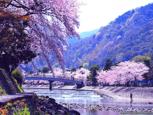 cherry blossum tree