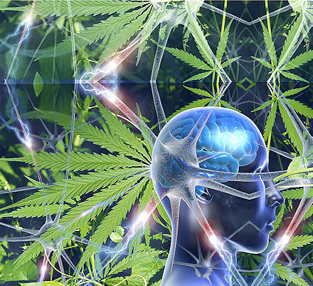 cannamagazine:  Research Suggests Cannabis Related To Anxiety Relief CannaMagazine