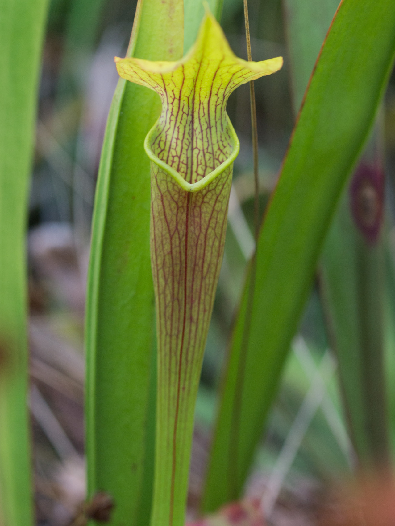 wire-man:  Fall pitchers on my Sarracenia.  Top to bottom: -S. alata Tyler County,