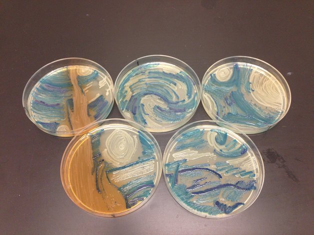 huffingtonpost:  A Microbiologist Recreated ‘Starry Night’ With Bacteria In A