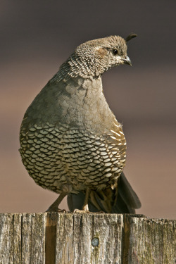 llbwwb:   CA Quail (by chaines9) 