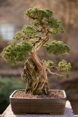 hashpe:  Magnificent Bonsai | © | HP