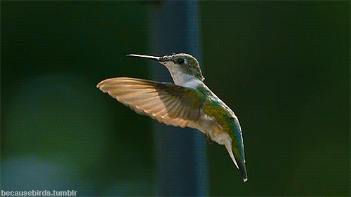 becausebirds:  Hummingbirds fly more like insects than like birds, a new study reveals. These tiny birds generate lift on both the upstroke and downstroke of their flapping, unlike other birds that just generate lift on the downstroke. Many hummingbirds