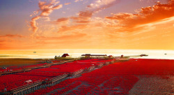 odditiesoflife:  Red Beach, China Red Beach