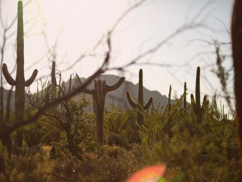 This #landscapephoto captured in #broaddaylight of @saguaronationalpark near #TucsonArizona - was ta