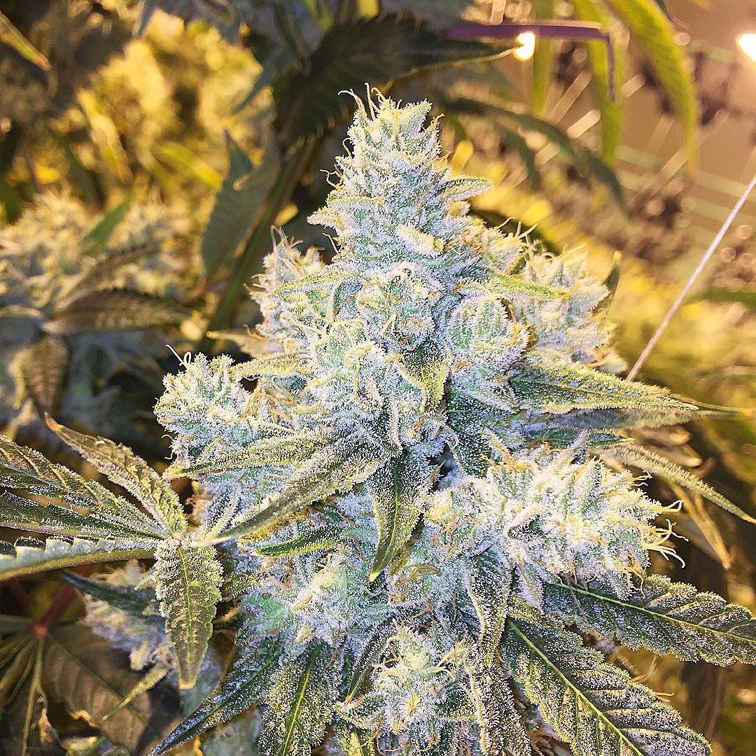 weedporndaily:  by @russianassassinboyz