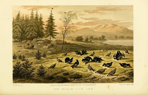 wapiti3: The game birds and wild fowl of Sweden and NorwayBy Lloyd, L. (Llewelyn), 1792–187 Pu