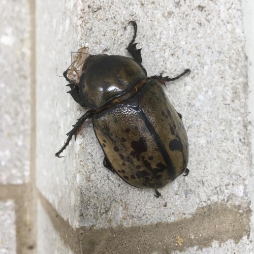 Rescued this sweet gal (Hercules Beetle) from the side of my office building with a co-worker and pu