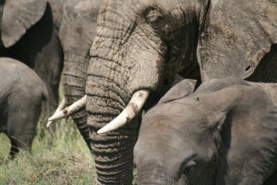 Elephant Detail Serengeti, Tanzania