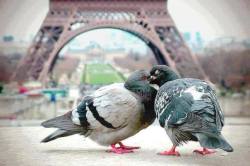 pollo-con-vodka:  Se dice que París es el lugar del amor… No creí que aplicara en general