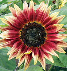 sixpenceee:These sunflowers are known as the ruby eclipse sunflower