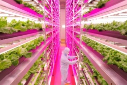 generalelectric:  Pictured above is the world’s largest indoor farm illuminated by LEDs, which opened this month in Japan. Inside, 18 cultivation racks reach 15 levels high, and are outfitted with 17,500 GE LED light fixtures developed specifically