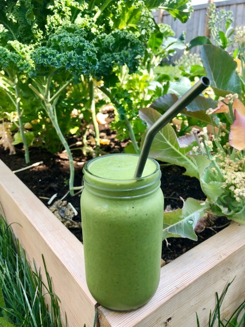 vegan-veins: green smoothie made out of frozen bananas, vanilla almond milk and garden greens