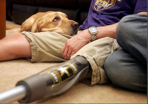 wonderous-world:  Canines With a Cause (CWAC) is a not-for-profit organization devoted
